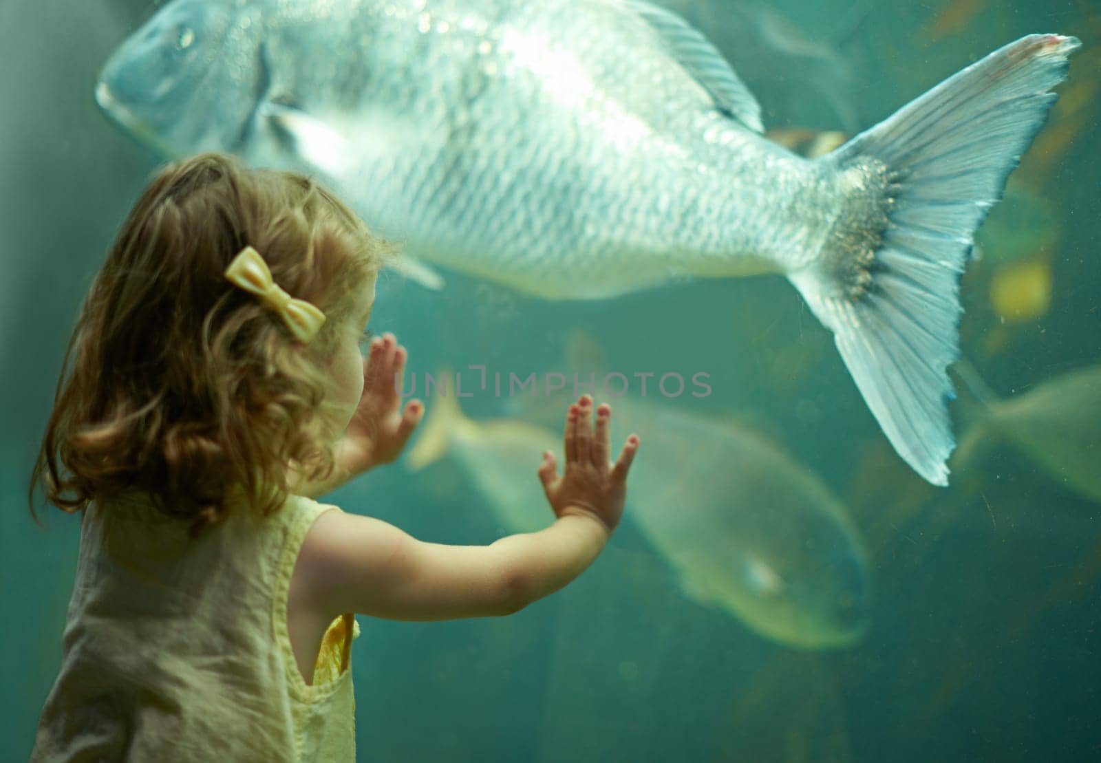 Girl, aquarium and kid looking at fish for learning, curiosity and knowledge, development and nature. Education, fishtank and child watching marine life or animals swim underwater in oceanarium. by YuriArcurs