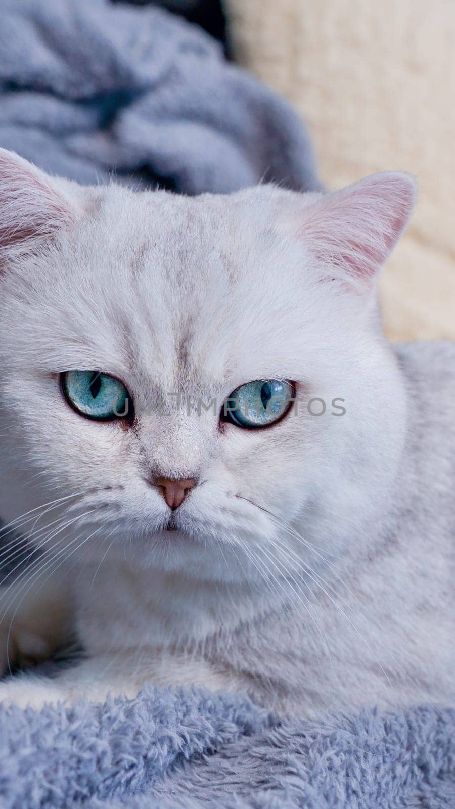 Fluffy white kitty looking at camera on blue background, front view. Cute young short hair white cat sitting in front of coloured background with copy space. White kitten with blue eyes.