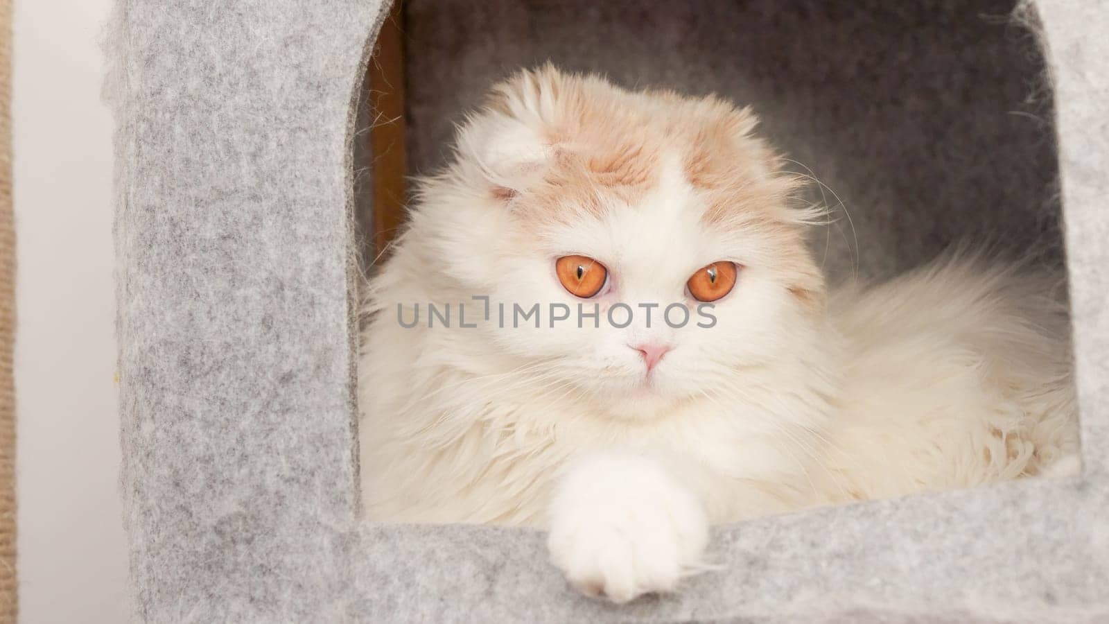 Fluffy calico kitty looking at camera on grey background, front view. Vertical. Cute young short hair white cat sitting in grey cat house with copy space. White kitten with brown eyes.