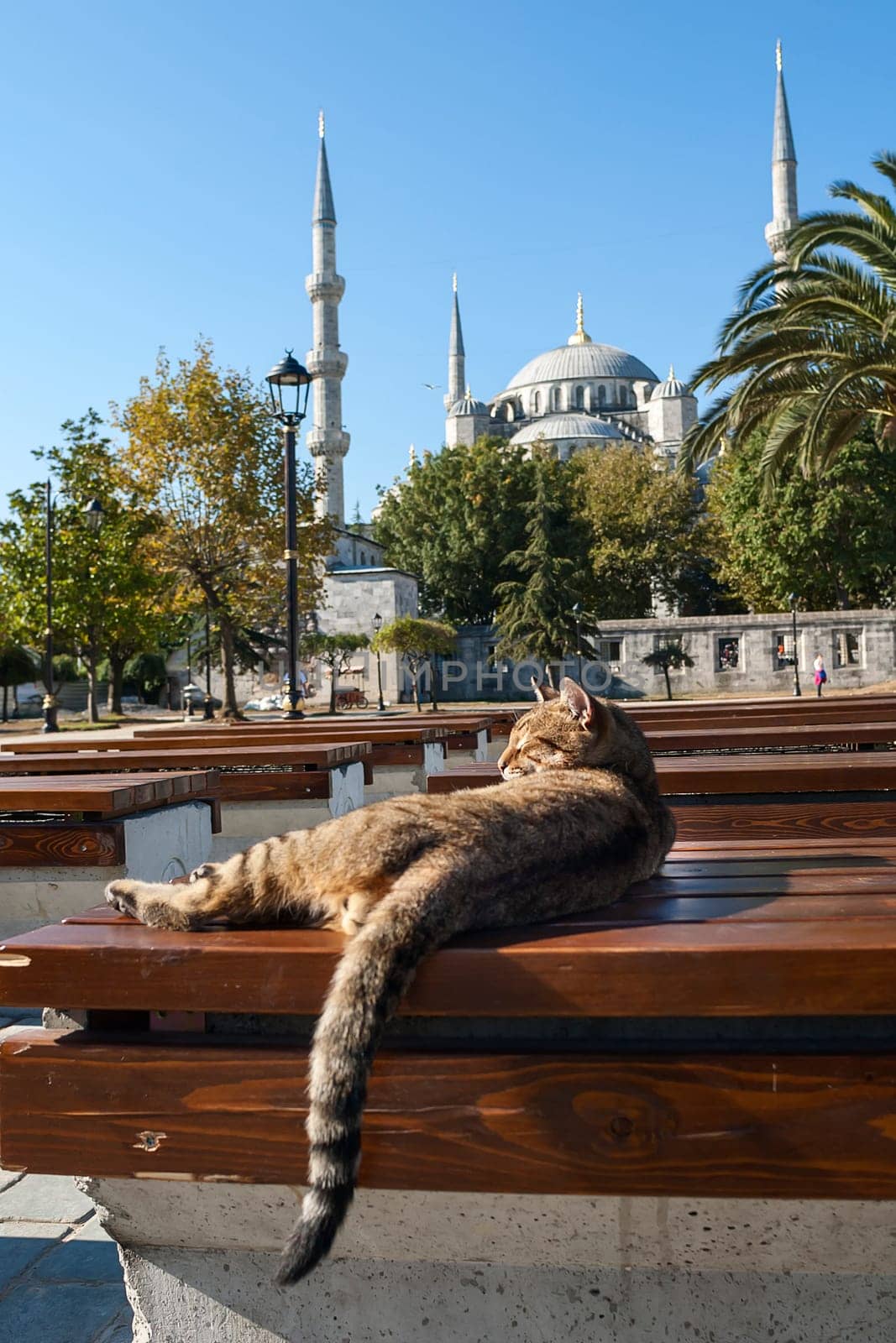 A cat in the sun in the gardens in front of the blue flies of Istanbul, Turkey