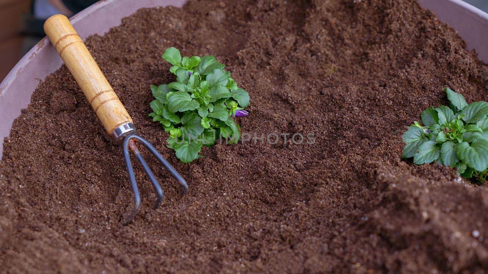Taking care planting seedling with small garden rake in the soil. New sprout on sunny day in the garden in summer. Planting new flowers in spring