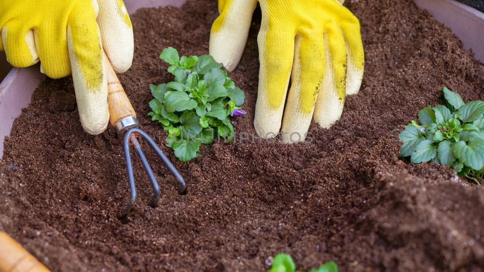 Human hands in yellow gloves taking care planting seedling with small garden rake in the soil. New sprout on sunny day in the garden in summer.