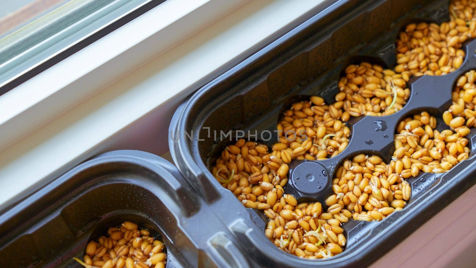 Young sprouts of barley with dew drops during germinating seeds in the ground in flower pot on the window. Green grass for pets.