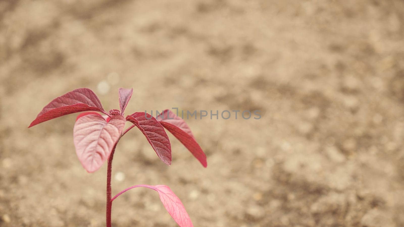 Fresh green sprouts of vegetables in spring on the field, soft focus. Growing young green seedling sprouts in cultivated agricultural farm field. Agricultural scene with red sprouts in soil