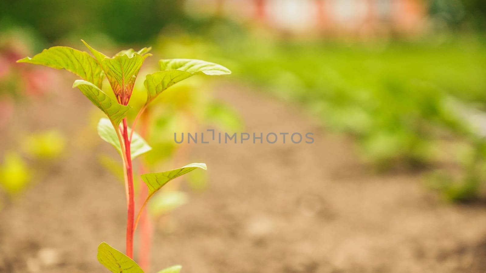 Fresh green sprouts of vegetables in spring on the field, soft focus. Growing young green seedling sprouts in cultivated agricultural farm field. Agricultural scene with red sprouts in soil