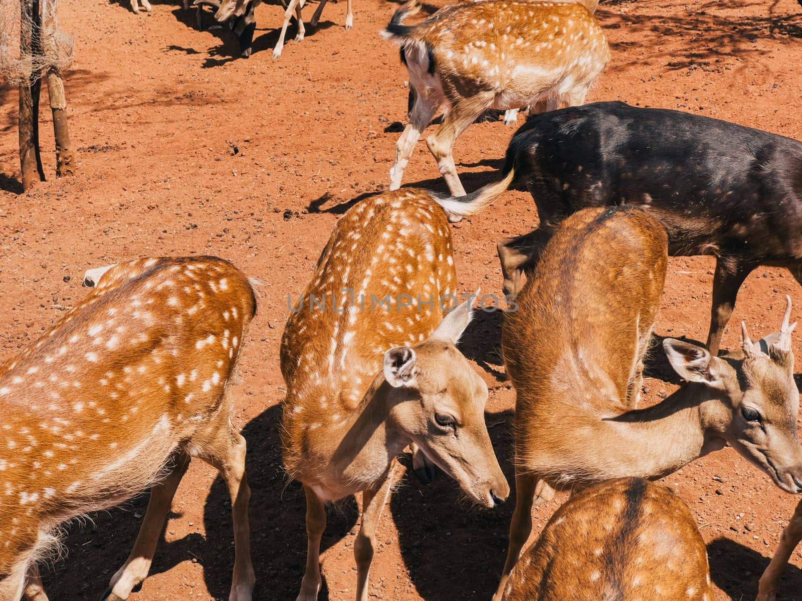 Spotted brown deer stand on red soil in the park. High quality photo