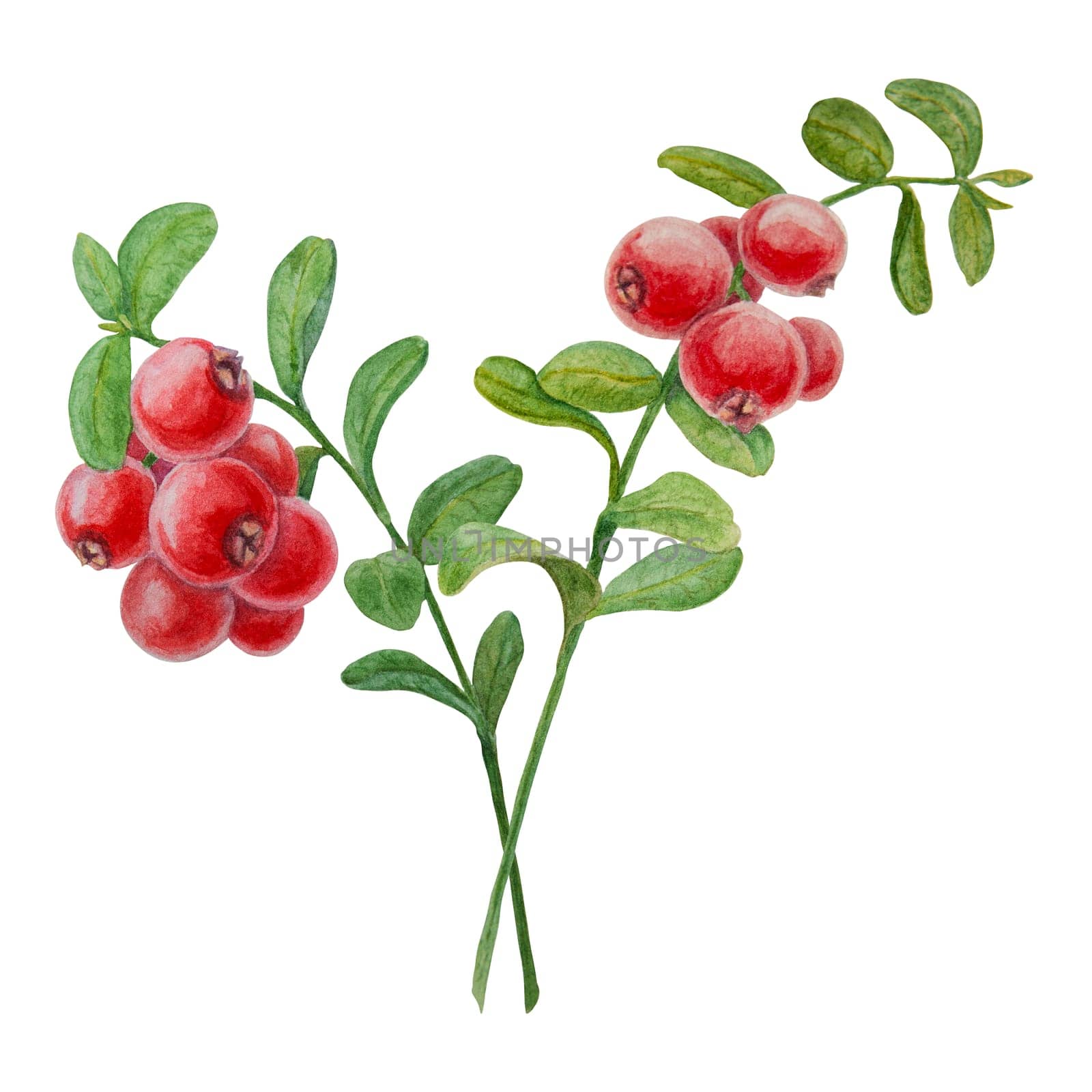 Wild red berries watercolor hand drawn botanical realistic illustration. Forest cranberry, cowberry branch isolated on white background.Great for printing on fabric, postcards, invitations, menus