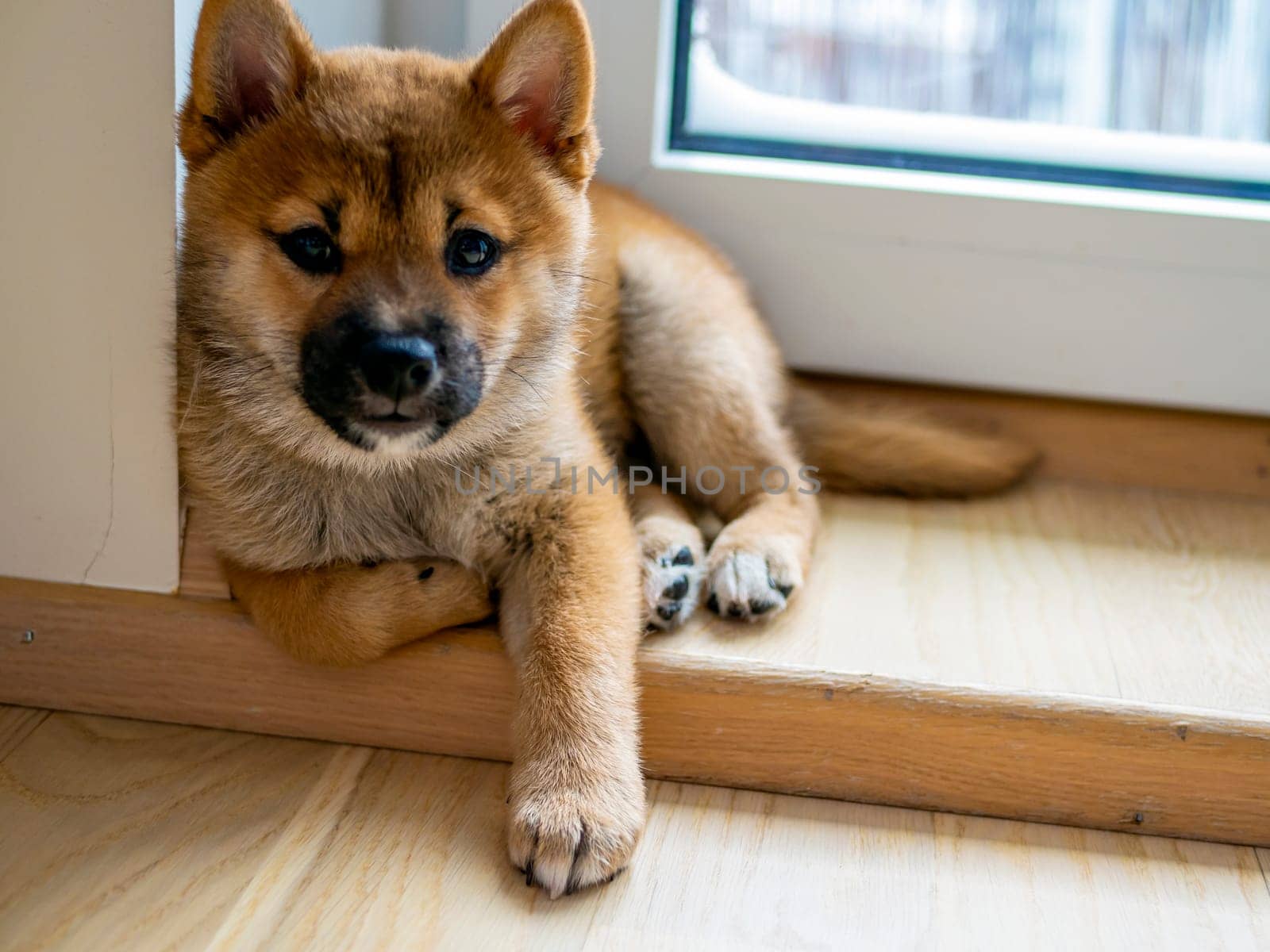 Portrait of cute Shiba Inu small dog, puppy, Close up. Dogecoin. Red-haired Japanese dog smile portrait. Illuminating color, cryptocurrency, electronic money. High quality photo