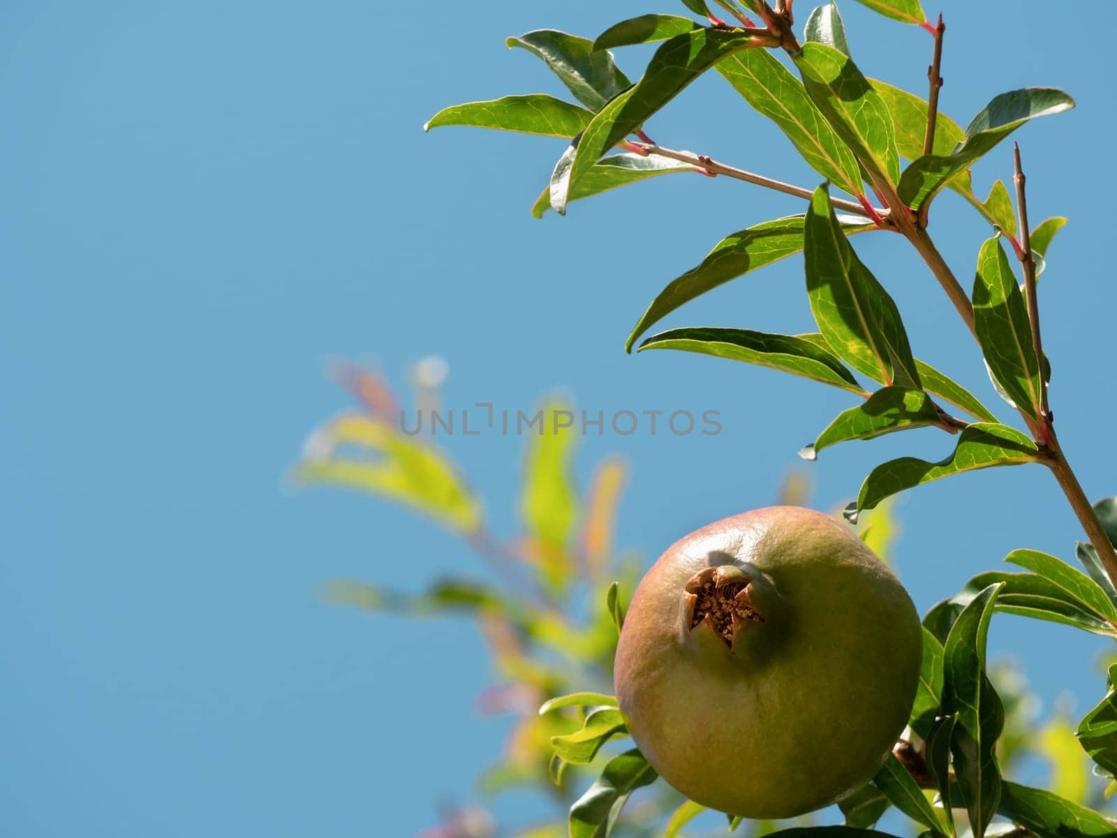 Punica granatum. Unripe wild green pomegranate on a tree with blue sky. Selective focus. Growing pomegranate fruit in the garden.