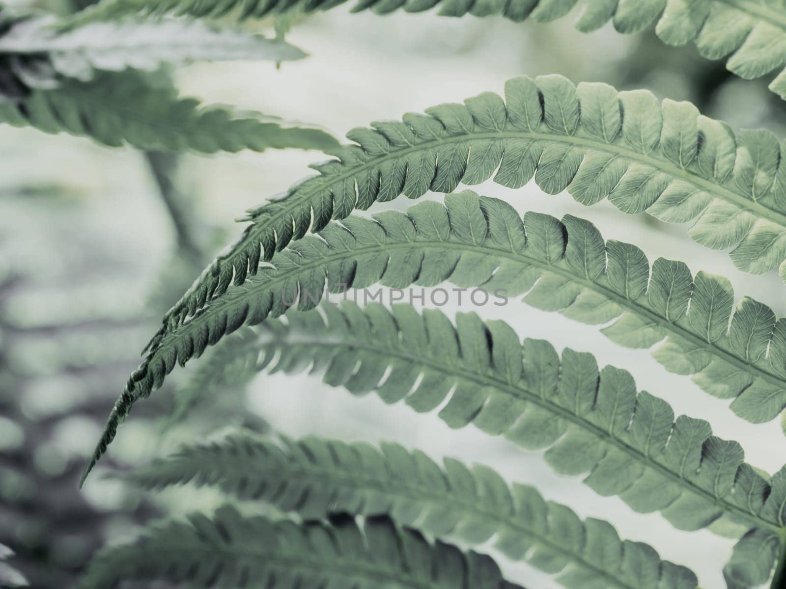 Ecology concept. Blurry pastel green fern leaf texture background looks like cosmic jungle. Soft focus to unusual vibrant mint color exotic plants. Natural background for a variety of creative uses.