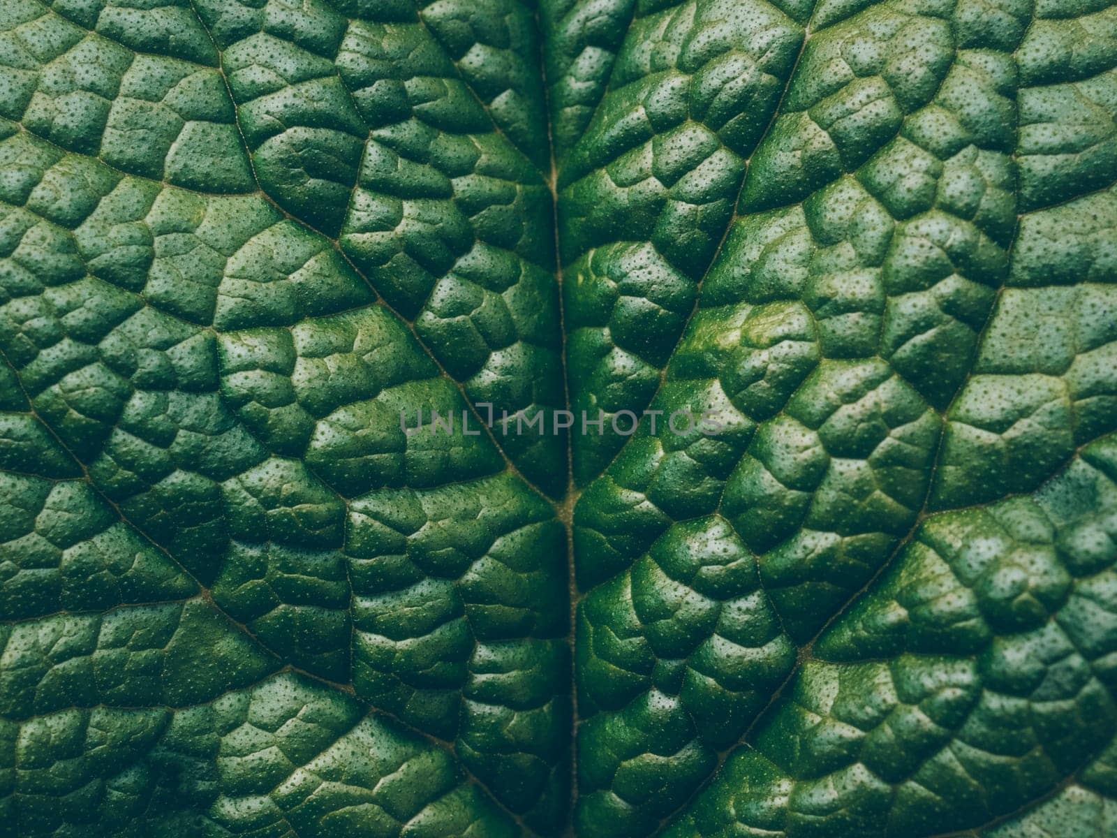 Floral decor for presentation of natural cosmetics or wallpaper desktop. Close up beautiful spring leaf pattern as background. Macro photography view. Abstract nature leaf texture.