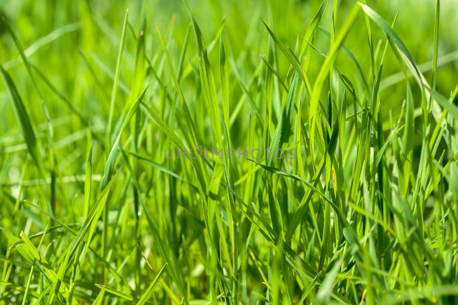 Background of green grass on a summer day