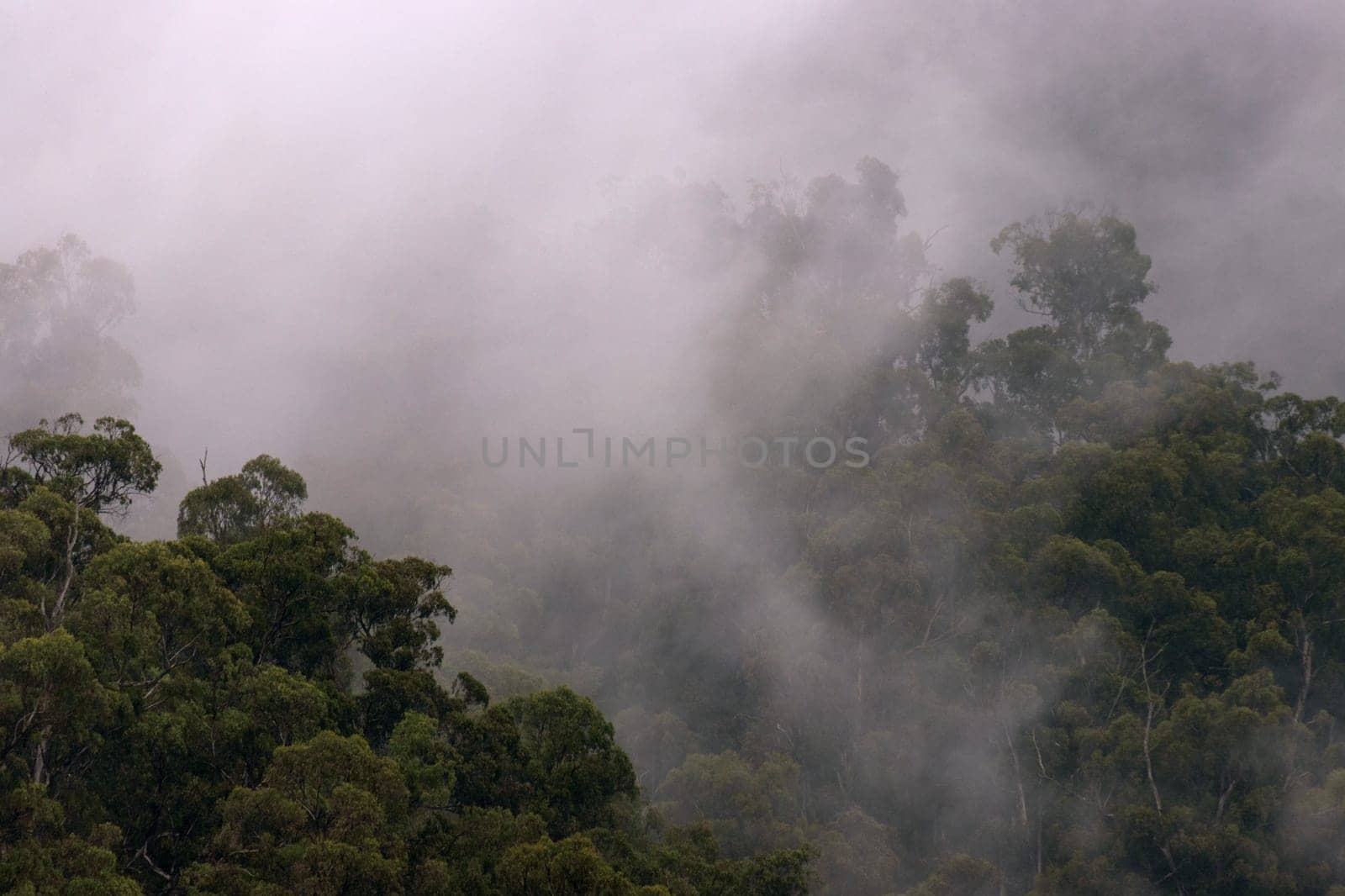 Fog and morning mist touch the treetops from a mountaintop, illuminated by rays of sunlight.