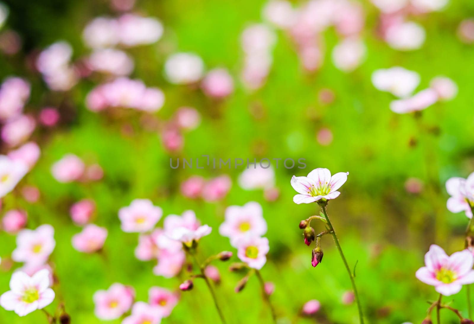 Delicate white pink flowers of Saxifrage moss in the spring garden. Floral background