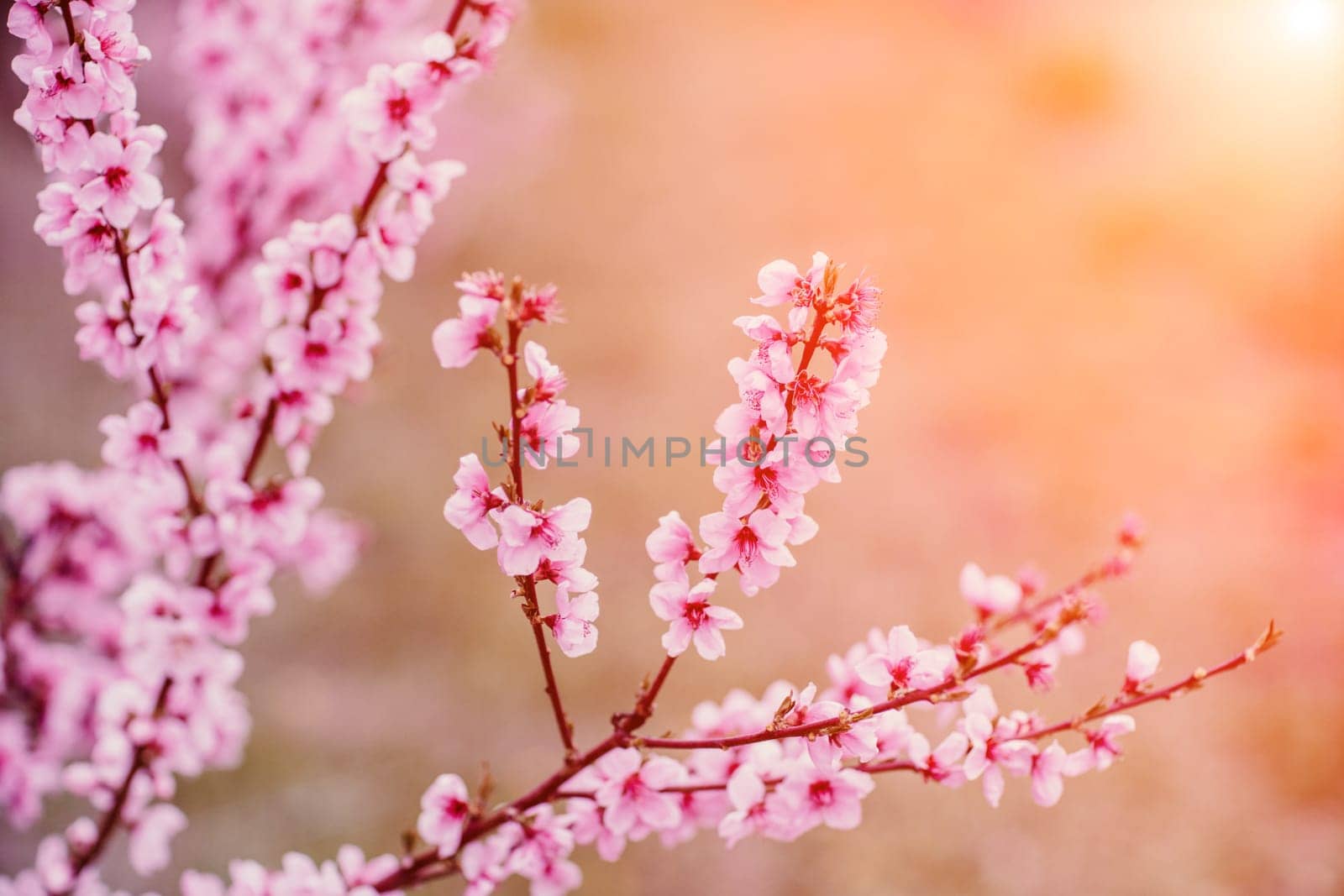 A peach blooms in the spring garden. Beautiful bright pale pink background. A flowering tree branch in selective focus. A dreamy romantic image of spring. Atmospheric natural background.