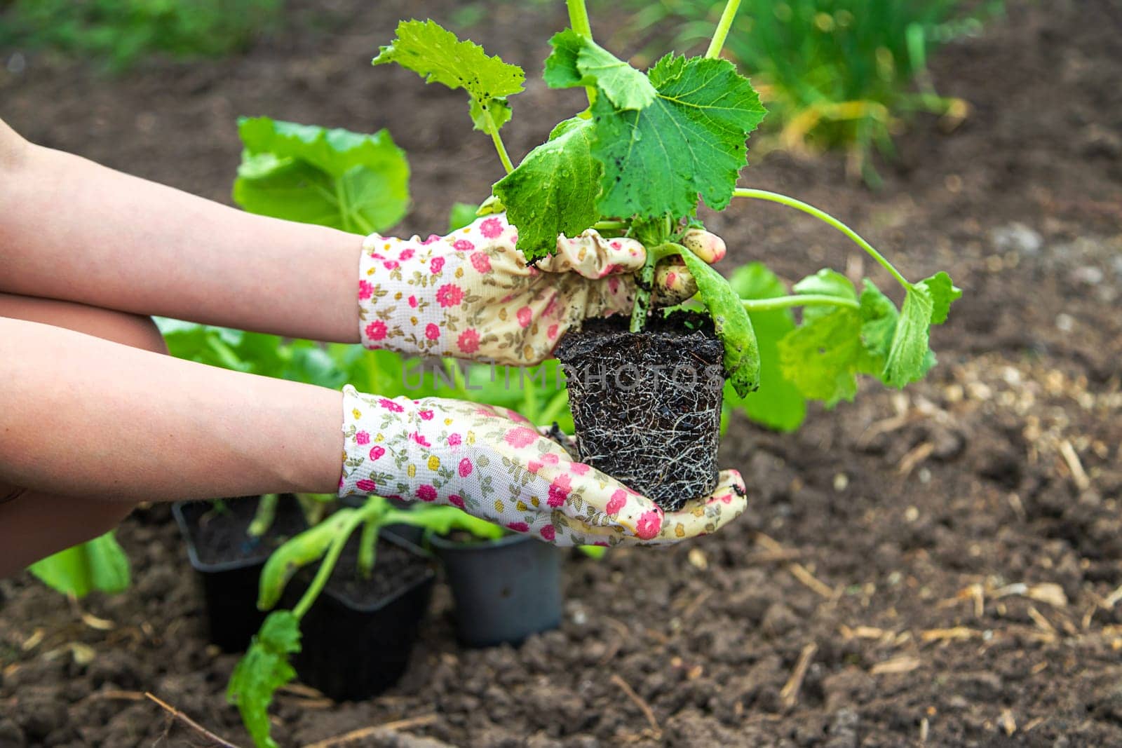 The farmer is planting zucchini in the garden. Selective focus. by yanadjana