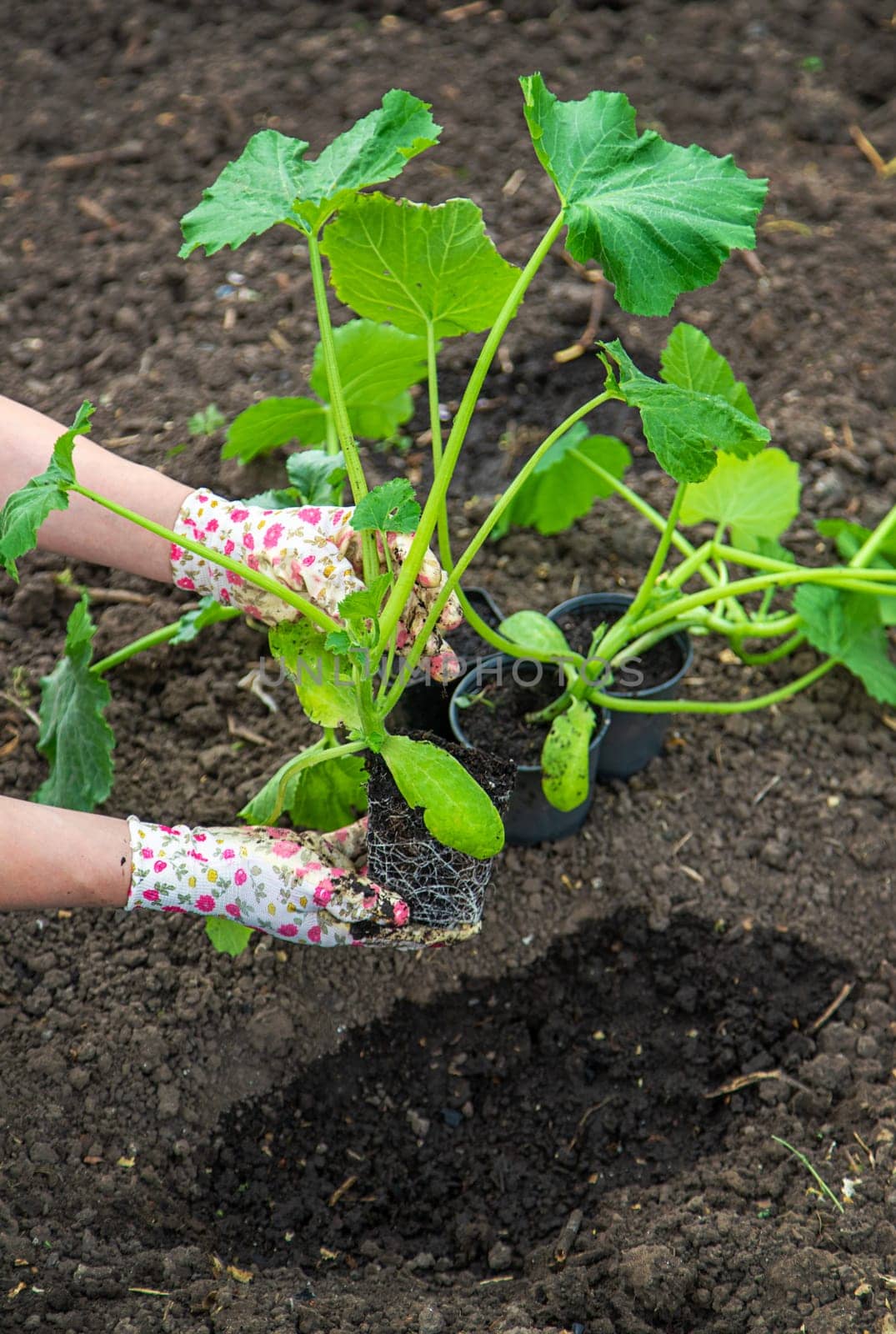 The farmer is planting zucchini in the garden. Selective focus. by yanadjana