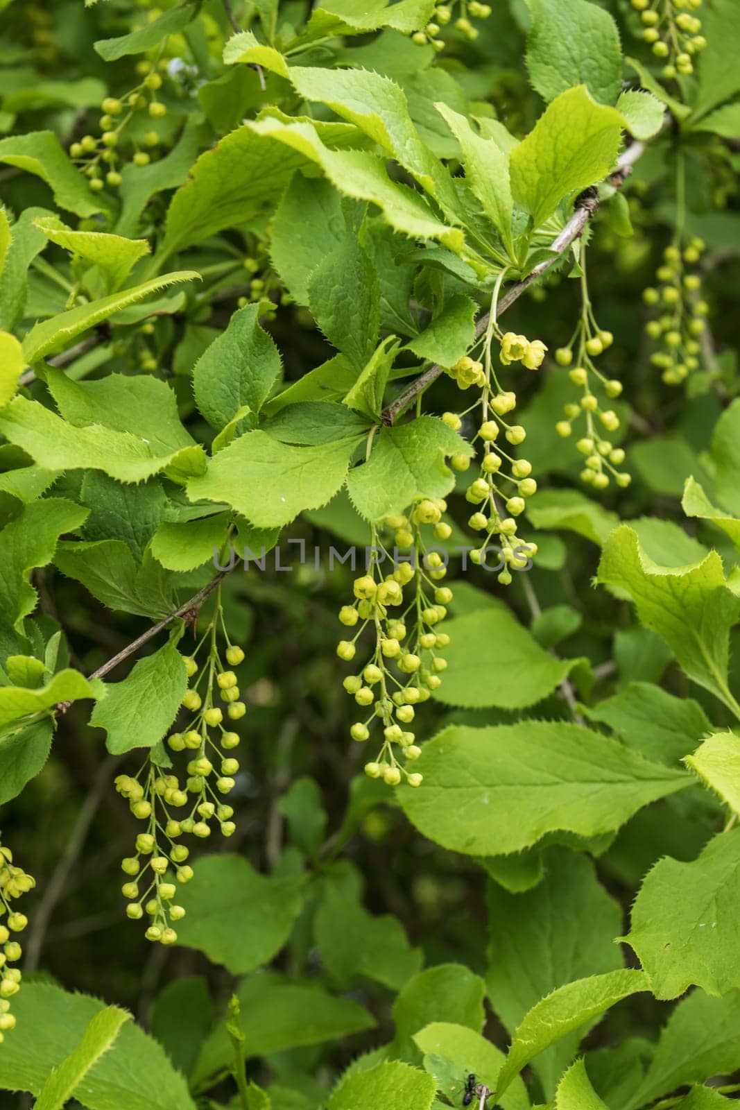 Green branch of a bush with small flowers and green leaves in spring
