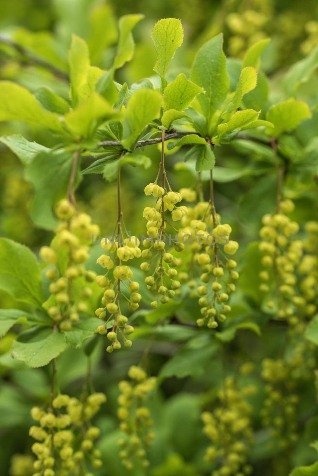 Green branch of a bush with small flowers and green leaves in spring