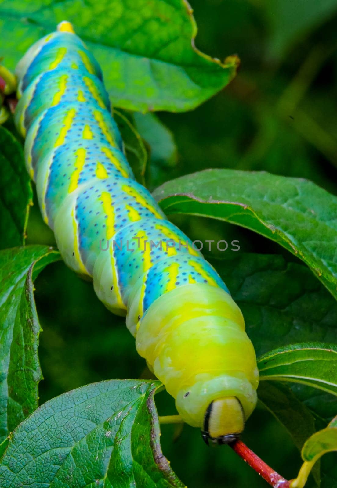 The African death's-head hawkmoth (Acherontia atropos), A nocturnal butterfly caterpillar crawls on the red stem of a plant by Hydrobiolog