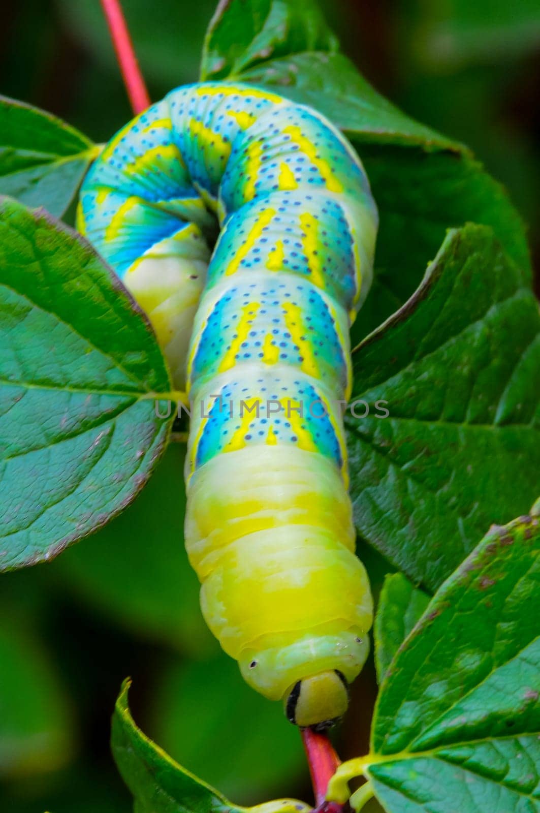 The African death's-head hawkmoth (Acherontia atropos), A nocturnal butterfly caterpillar crawls on the red stem of a plant