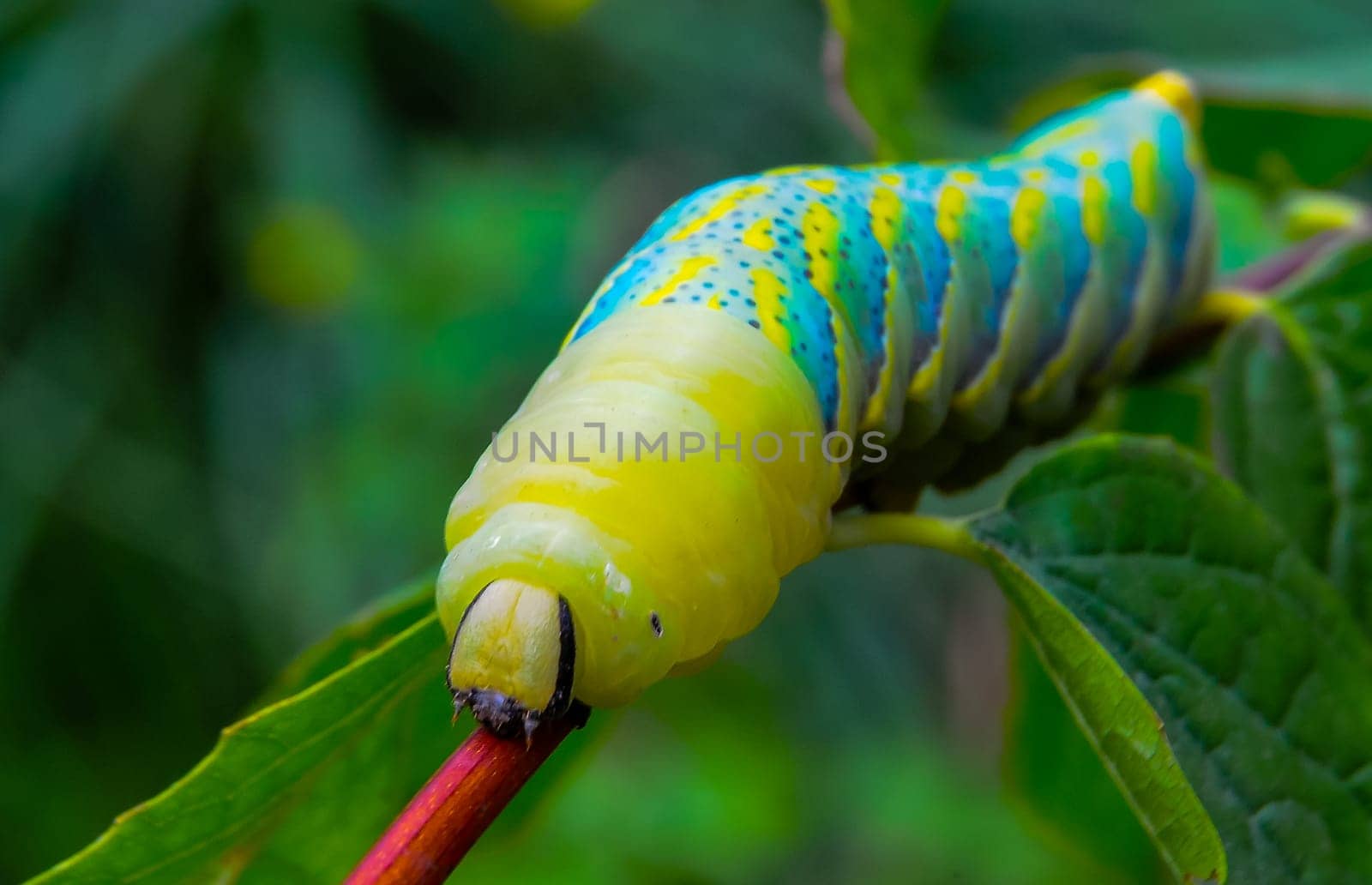 The African death's-head hawkmoth (Acherontia atropos), A nocturnal butterfly caterpillar crawls on the red stem of a plant by Hydrobiolog