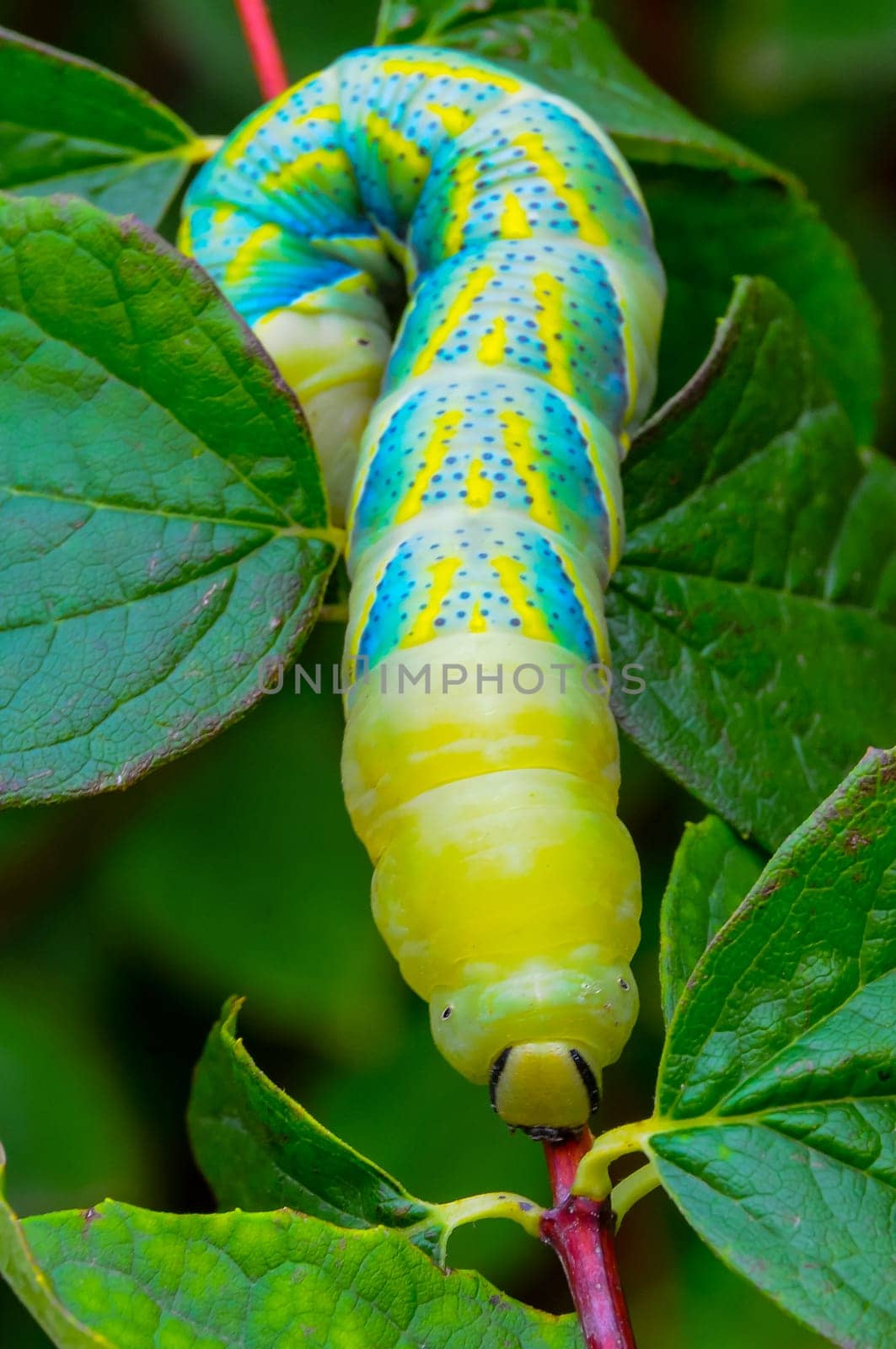 The African death's-head hawkmoth (Acherontia atropos), A nocturnal butterfly caterpillar crawls on the red stem of a plant by Hydrobiolog