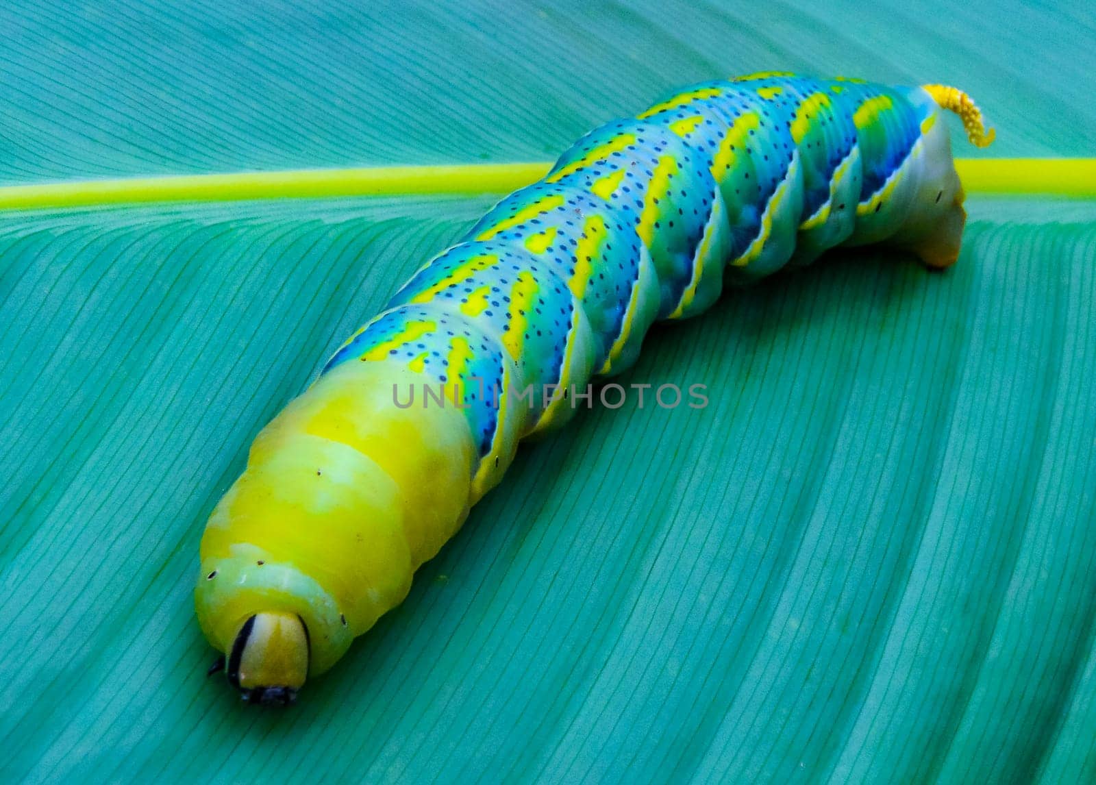 The African death's-head hawkmoth (Acherontia atropos), A butterfly caterpillar crawls on a green leaf