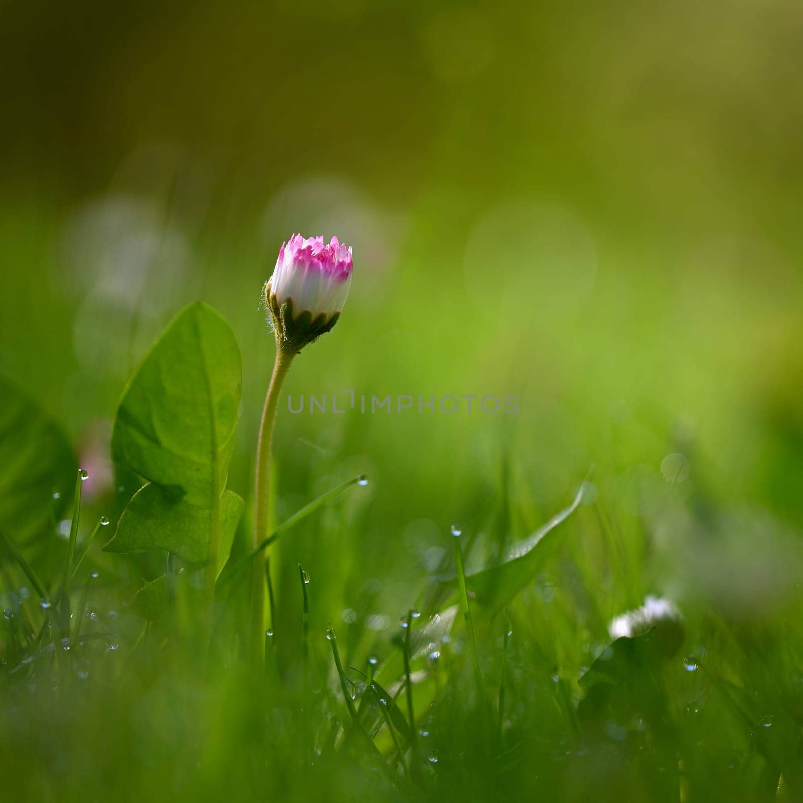 Daisy flower. Beautiful spring background. Nature with flowers in the grass. Morning dew with sunshine in the forest. Concept for ecology and environment by Montypeter