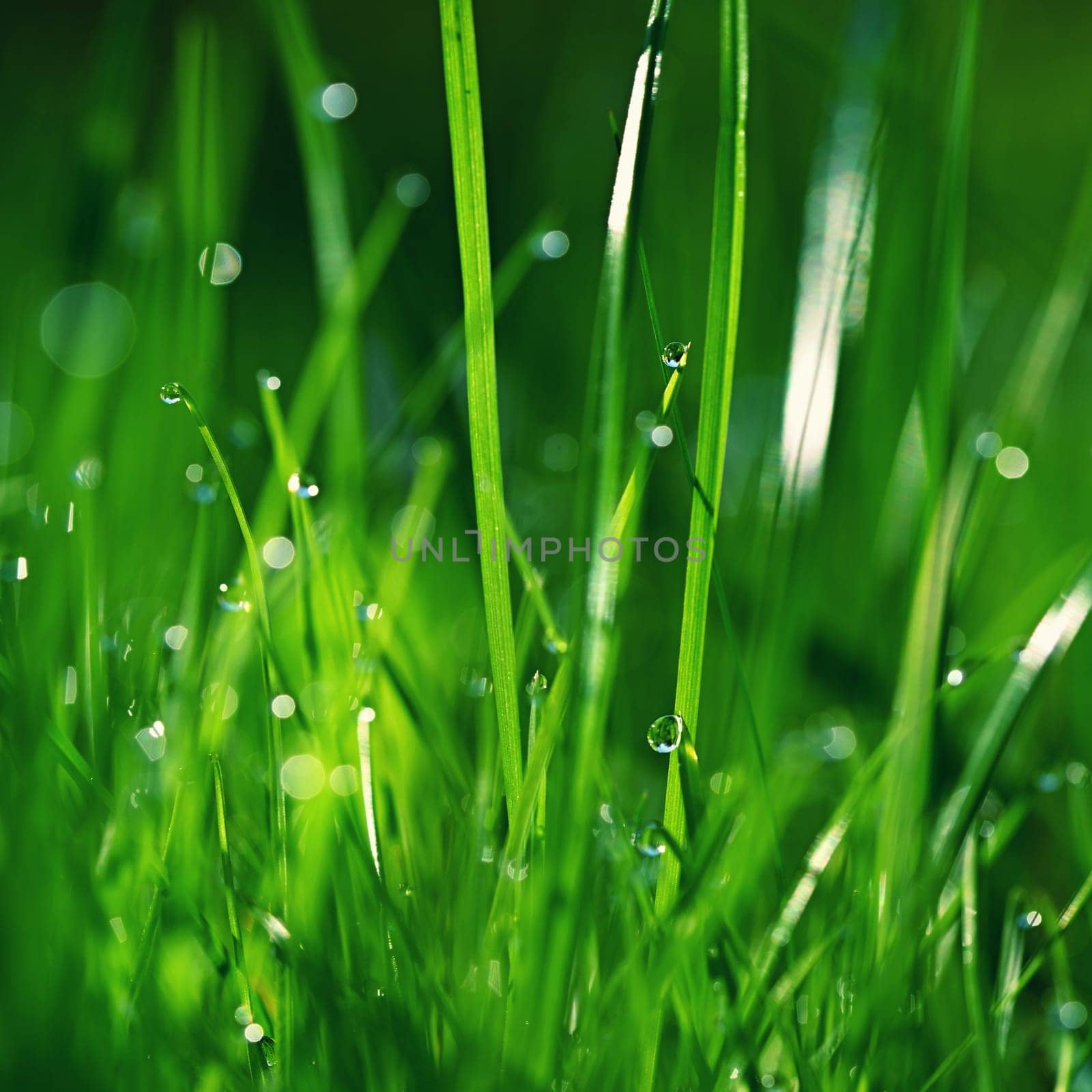 Beautiful nature background with grass and morning dew. Sunbeams of the morning sun with water drops. Concept for nature and environment