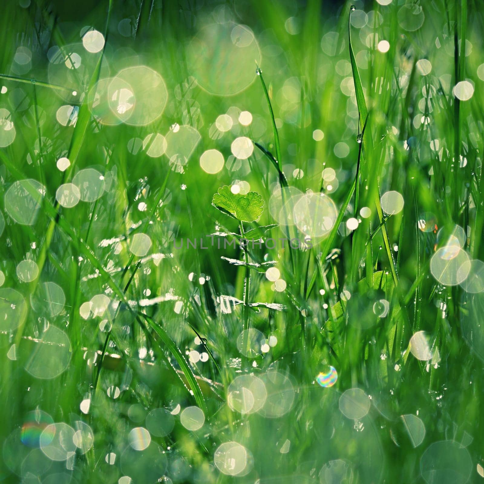 Green nature. Beautiful close up photo of nature. Green grass with dew drops. Colorful spring background with morning sun and natural green plants-ecology, fresh wallpaper. by Montypeter