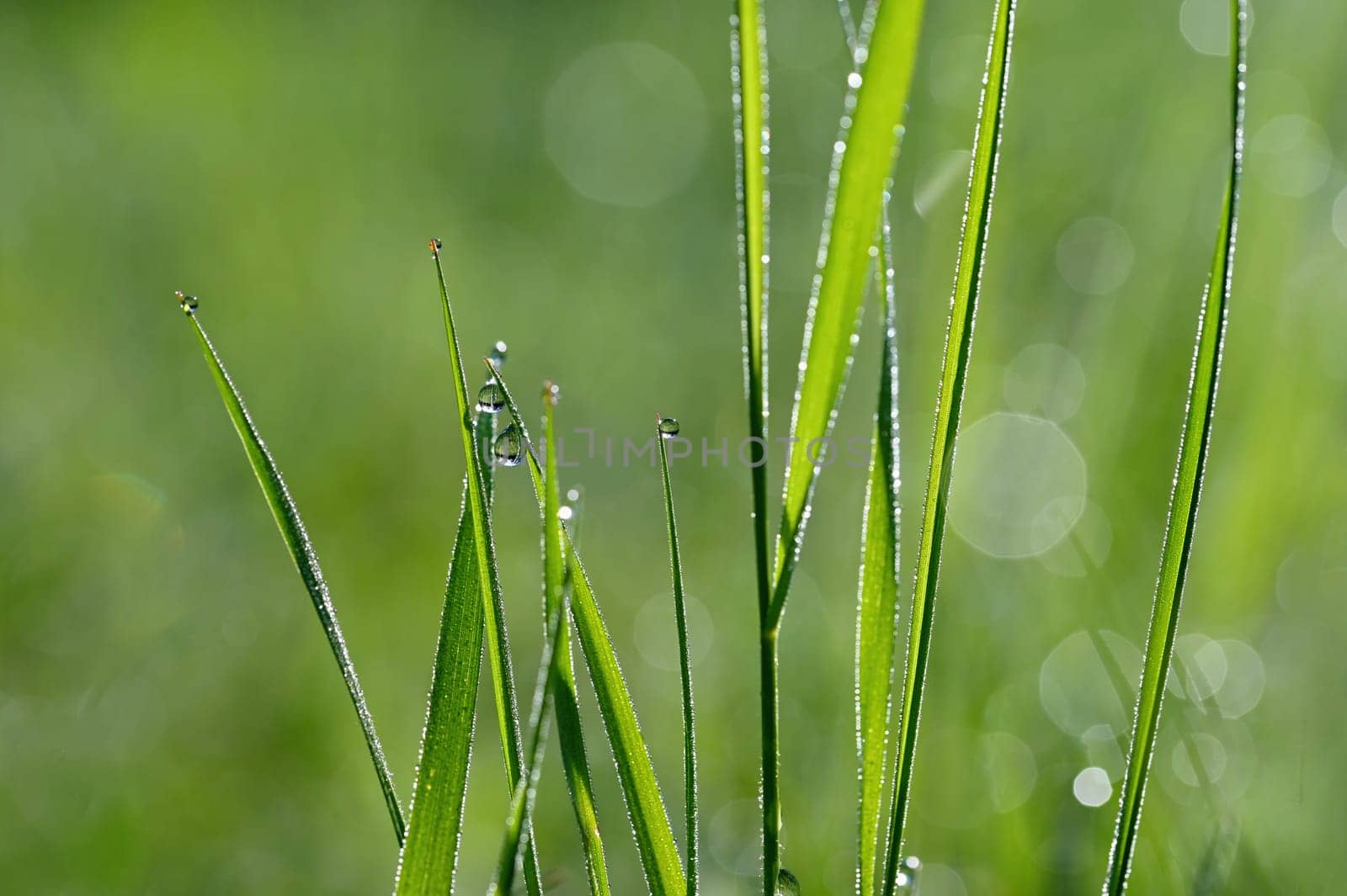 Green nature. Beautiful close up photo of nature. Green grass with dew drops. Colorful spring background with morning sun and natural green plants-ecology, fresh wallpaper.