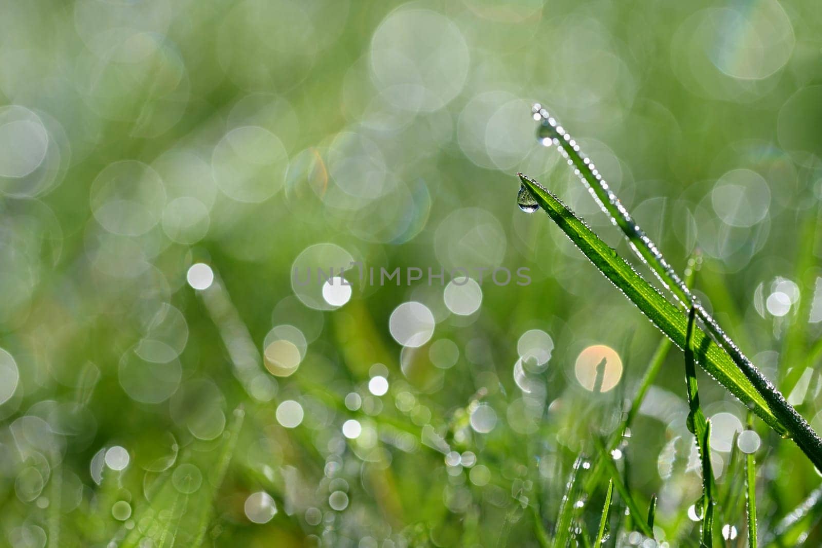 Green nature. Beautiful close up photo of nature. Green grass with dew drops. Colorful spring background with morning sun and natural green plants-ecology, fresh wallpaper. by Montypeter