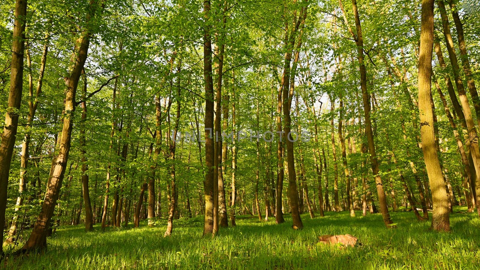 Beautiful green forest in springtime. Nature background with sun. by Montypeter