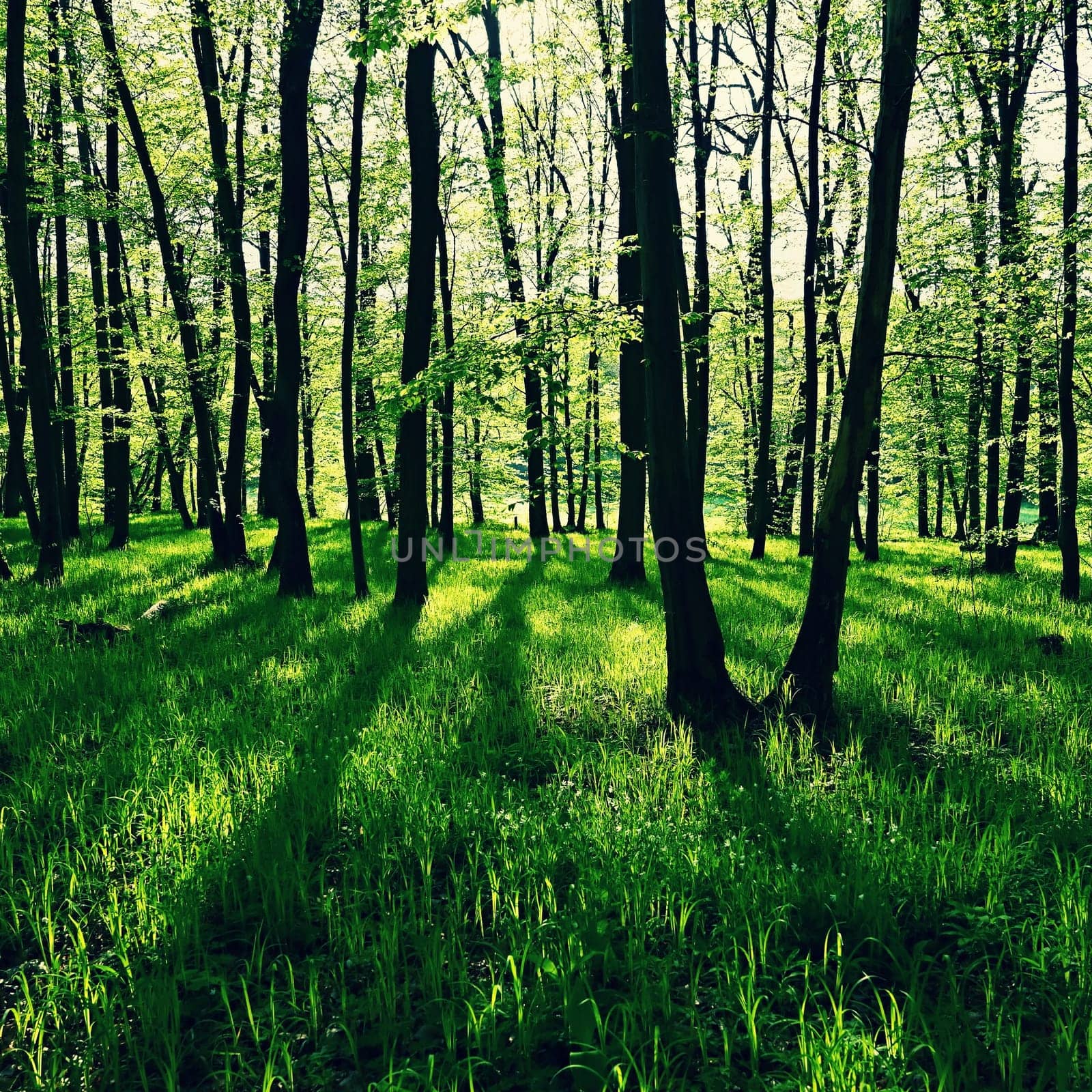 Green nature background. Forest, trees and sun rays. Colorful spring nature background.