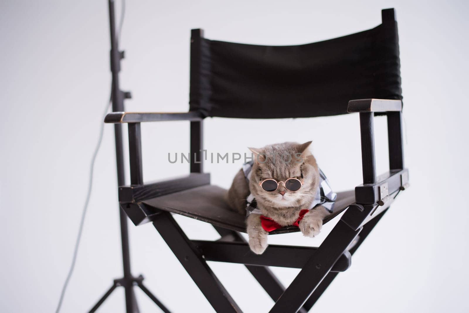 A Scottish straight eared cat in sunglasses and a red tie sits on a black production chair in a white video production studio