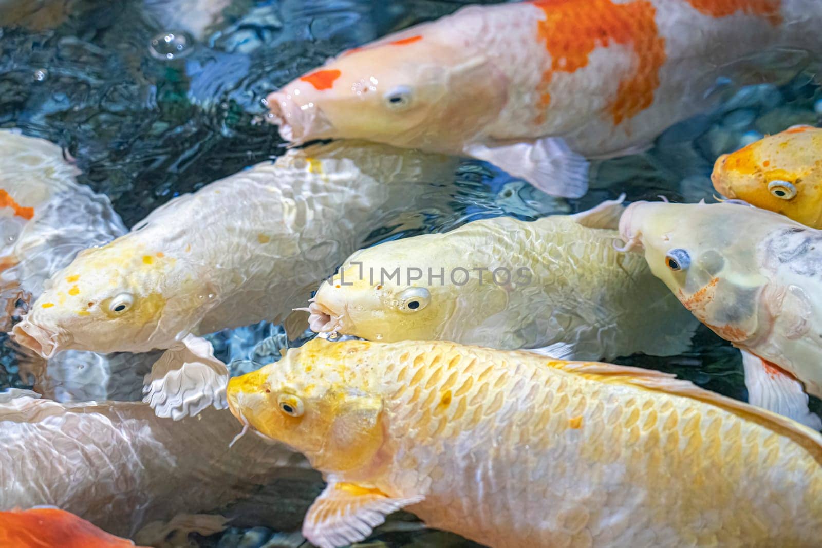 colorful koi carp in the water close-up as a background. beautiful photo