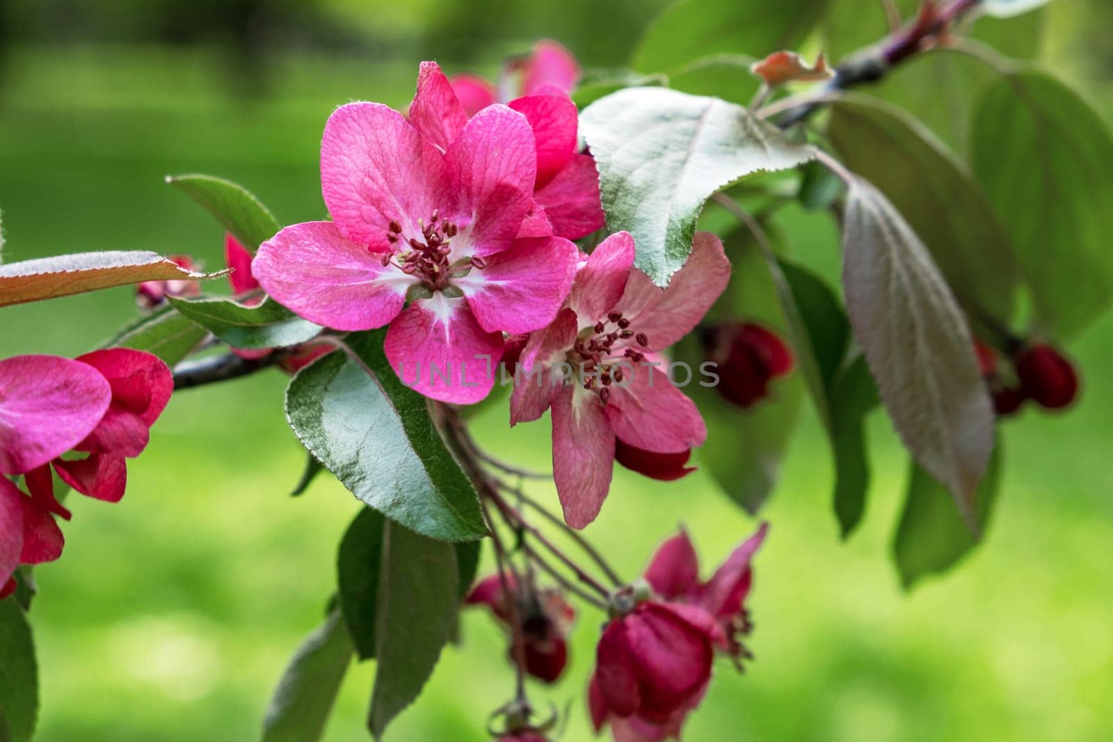 Pink apple tree flowers on a branch in spring. Beauty in nature. Gardening. Selective focus.