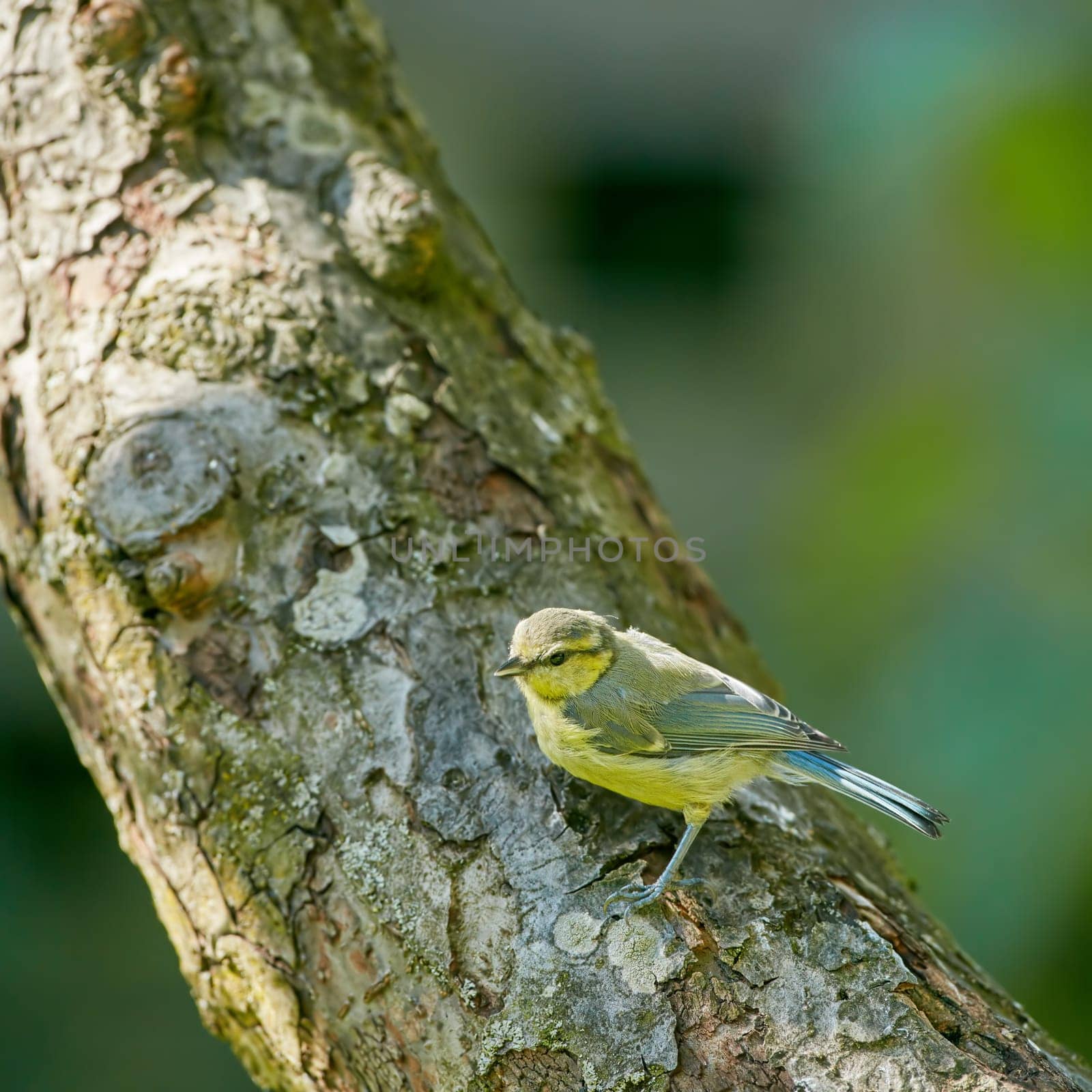 The Great Tit - Parus major. The Eurasian blue tit is a small passerine bird in the tit family Paridae. The bird is easily recognisable by its blue and yellow plumage