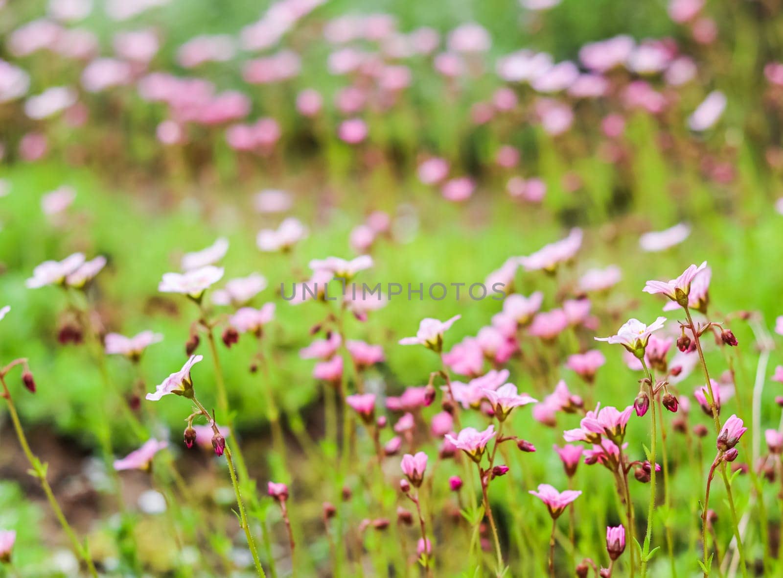 Delicate white pink flowers of Saxifrage moss in the spring garden. Floral background