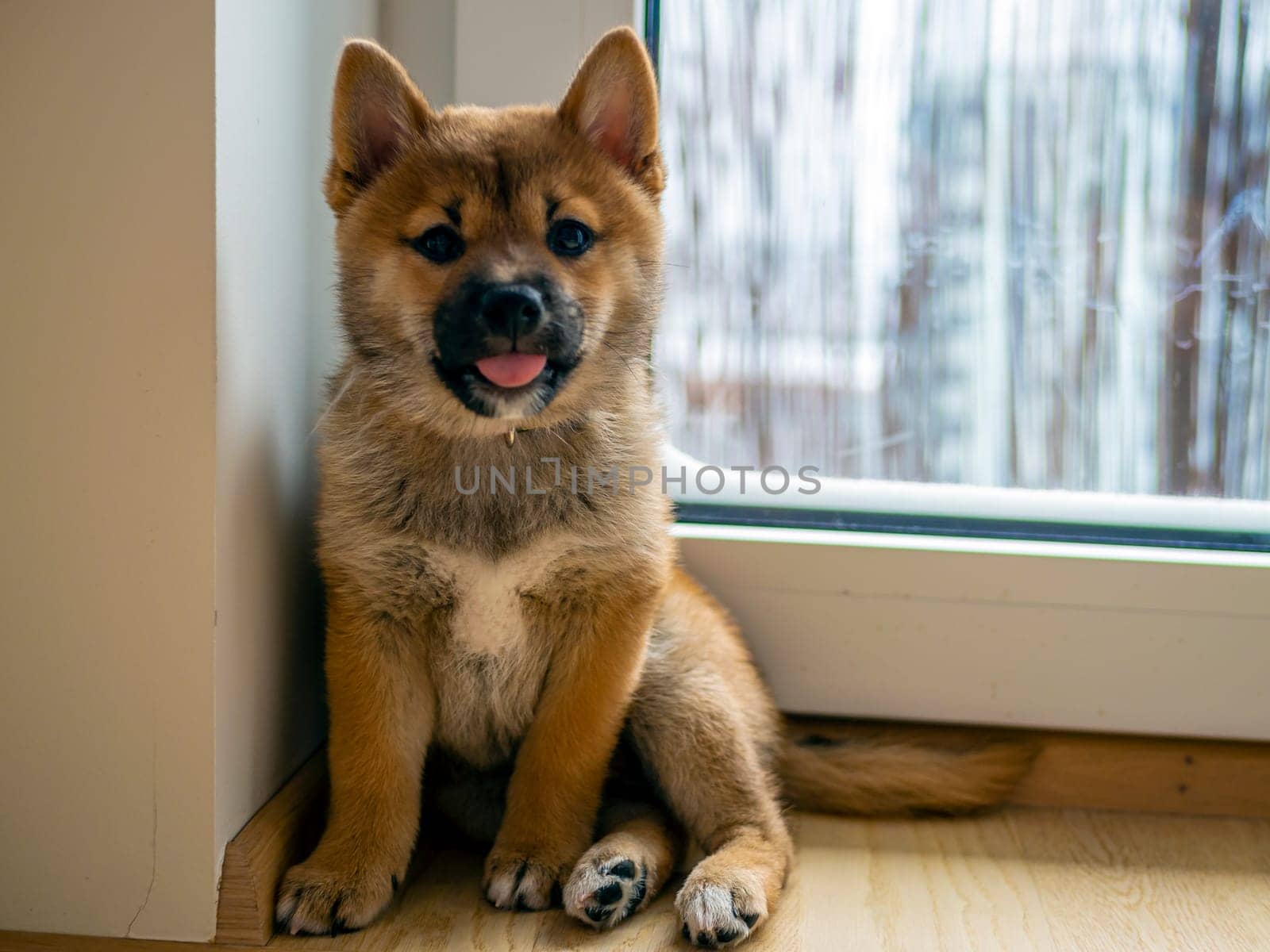 Portrait of cute Shiba Inu small dog, puppy, Close up. Dogecoin. Red-haired Japanese dog smile portrait. Illuminating color, cryptocurrency, electronic money. High quality photo