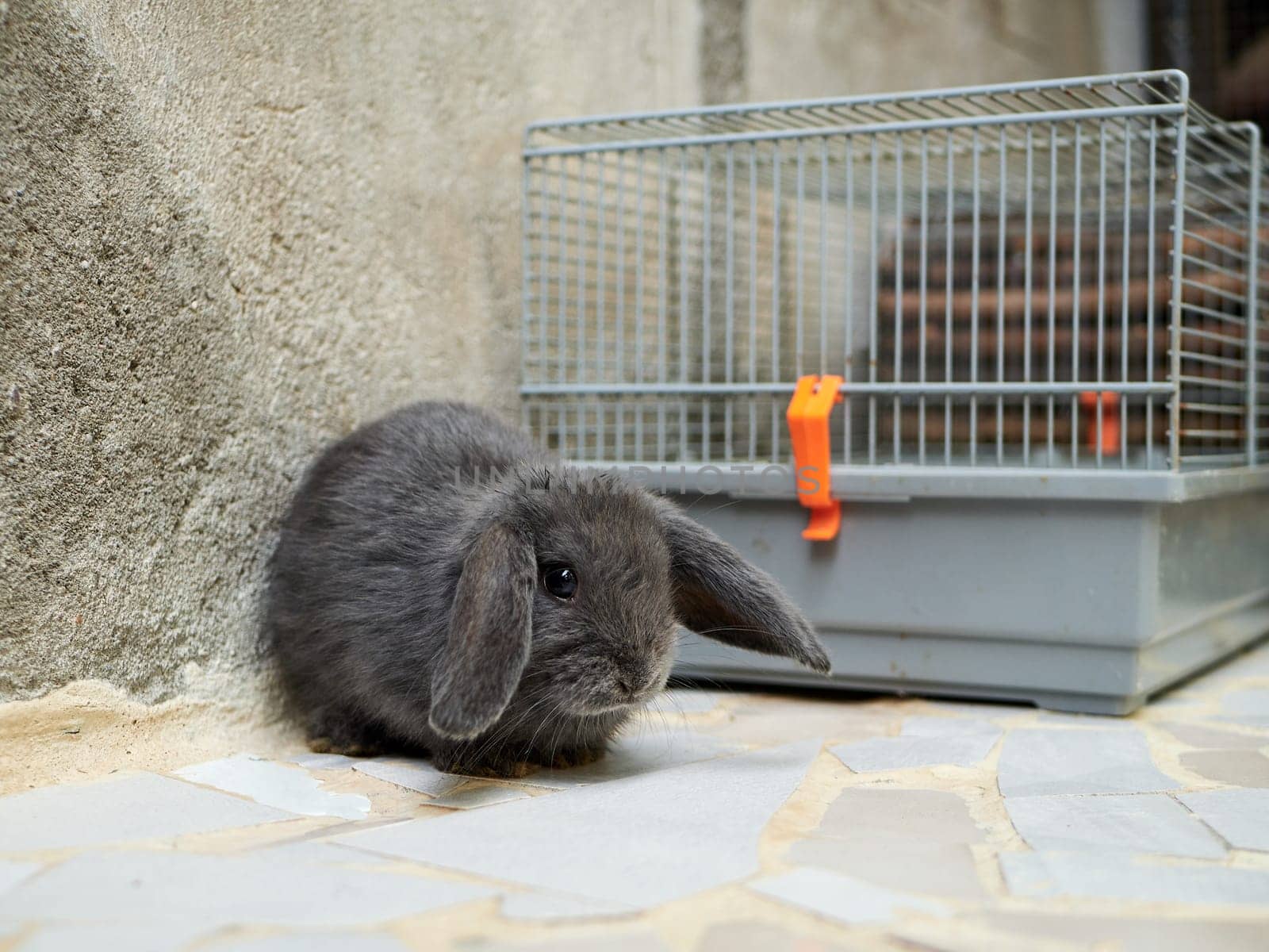 Small sad grey rabbit sitting next to the cage. Easter or domestic animal concept. by apavlin