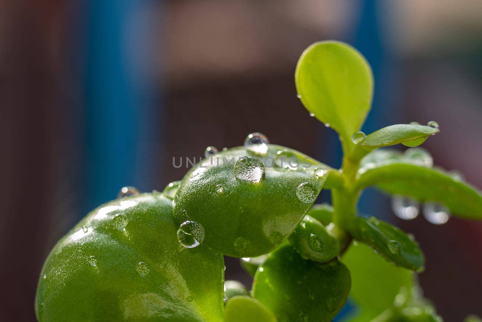 Sun is shinning to the houseplant with green leaves and water drops after watering. Selective focus by apavlin