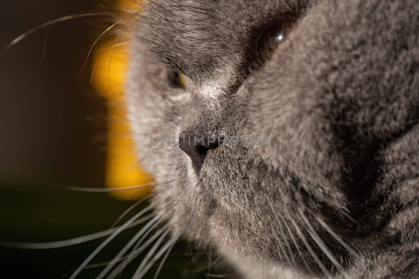 Gray British cat with yellow eyes, looking away, in the sunshine. Close-up, selective focus.