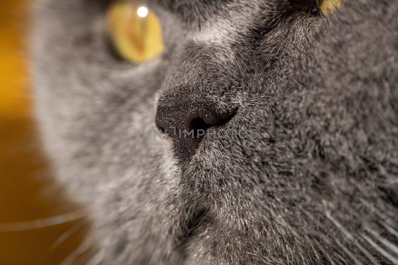 Close-up of nose of gray british cat with yellow eyes. Selective focus.