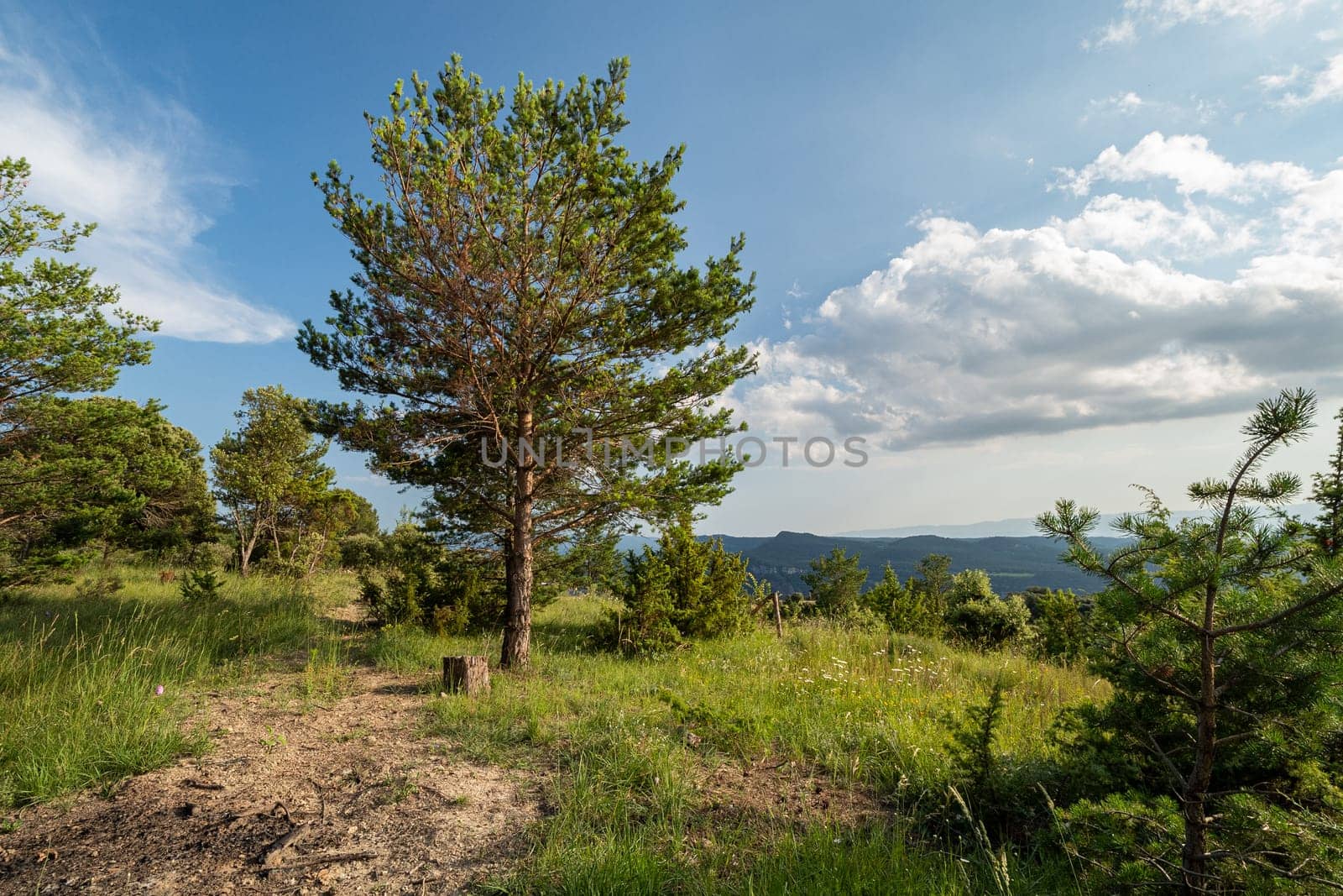 Beautiful landscape of hill with big tree and footpath on sunny day. Natural landscape background with green environment