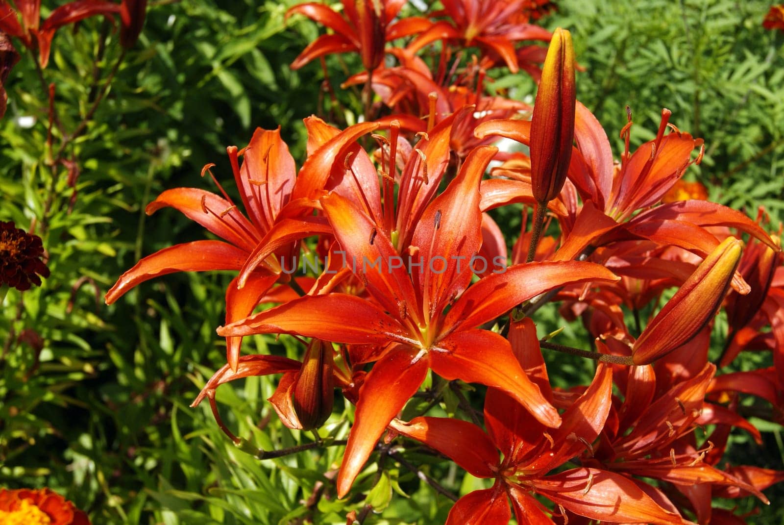 Red asiatic Lily flowers beautiful green foliage