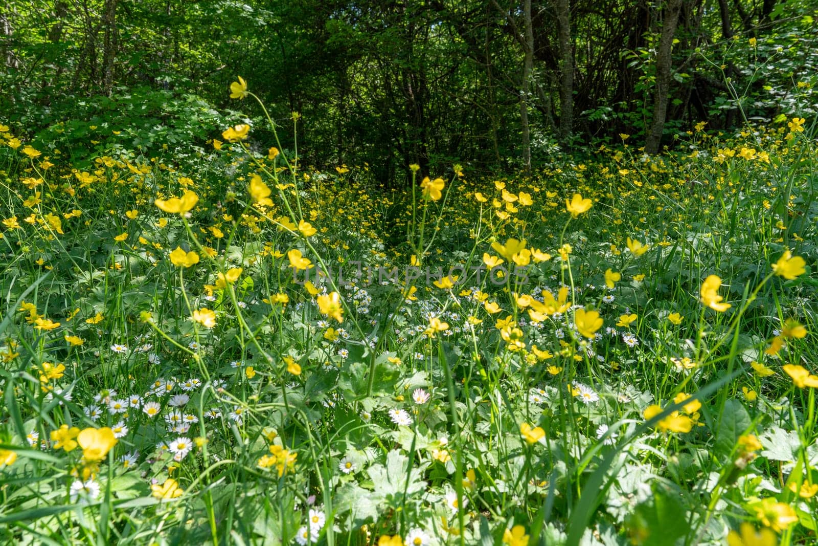 field of spring daisy flowers, natural background.