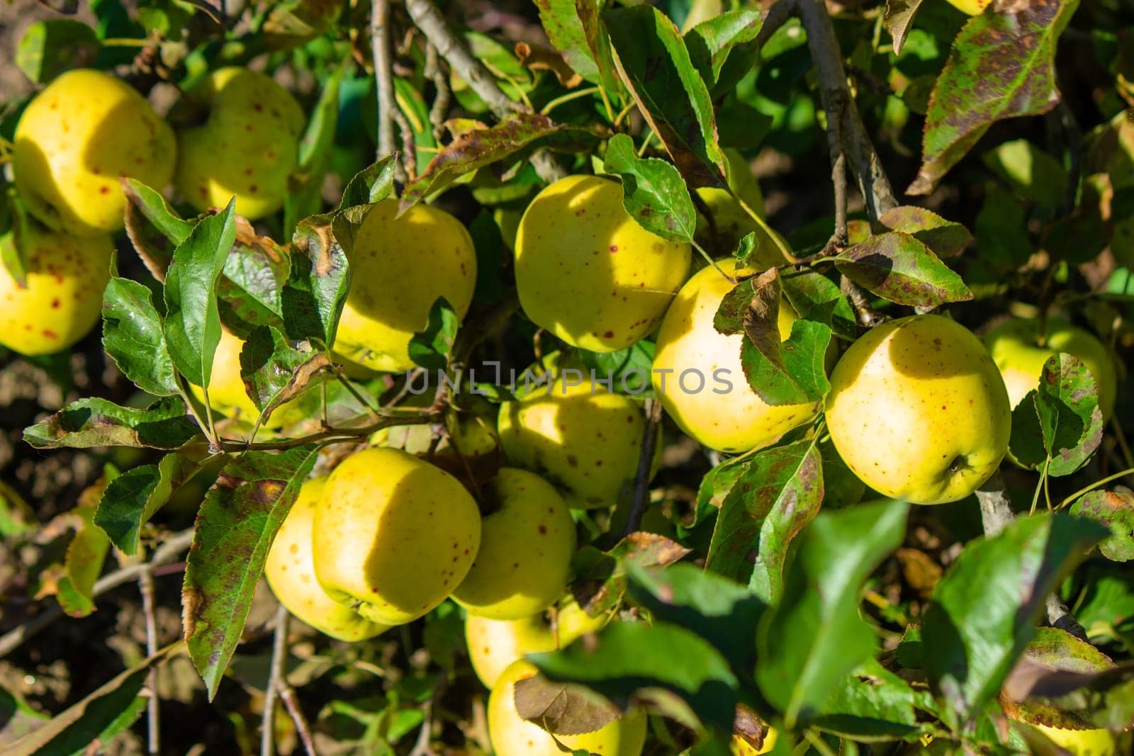 Autumn day. Village garden. Ripe red apples on a tree and in a box are in the frame. selective focus