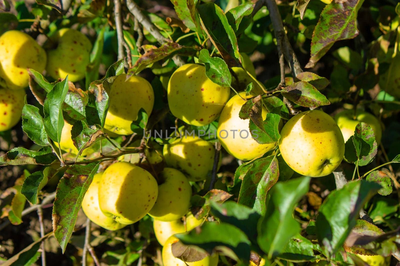 Autumn day. Village garden. Ripe red apples on a tree and in a box are in the frame. selective focus